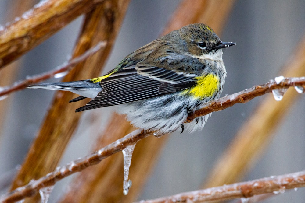 brown and yellow bird on brown tree branch