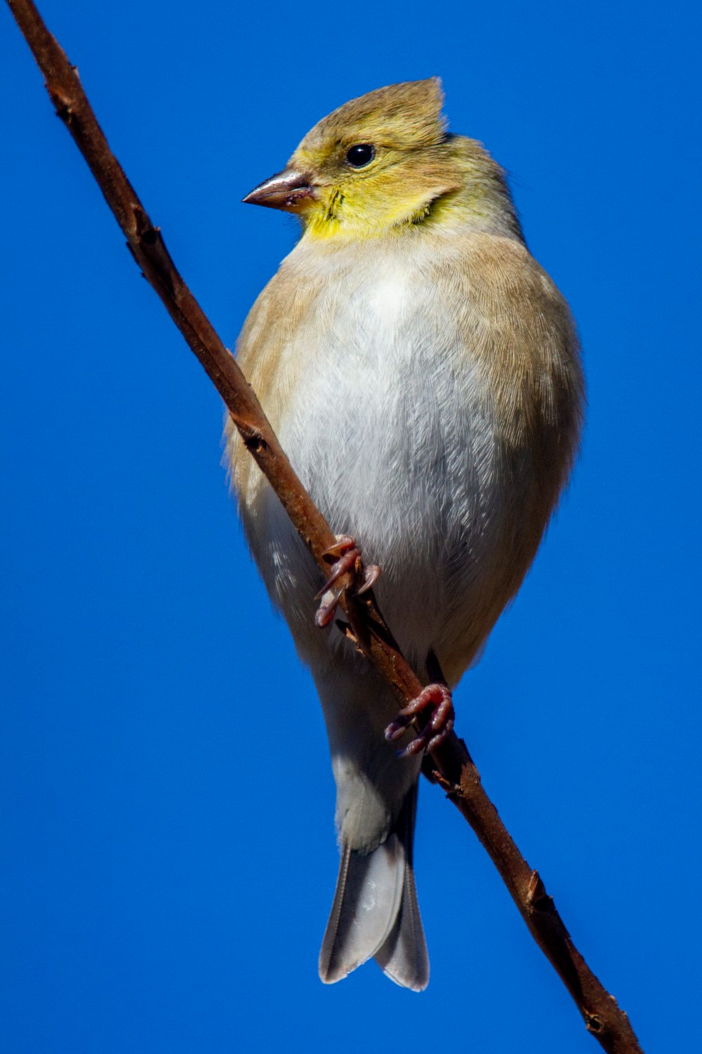 gelber und weißer Vogel tagsüber auf braunem Ast