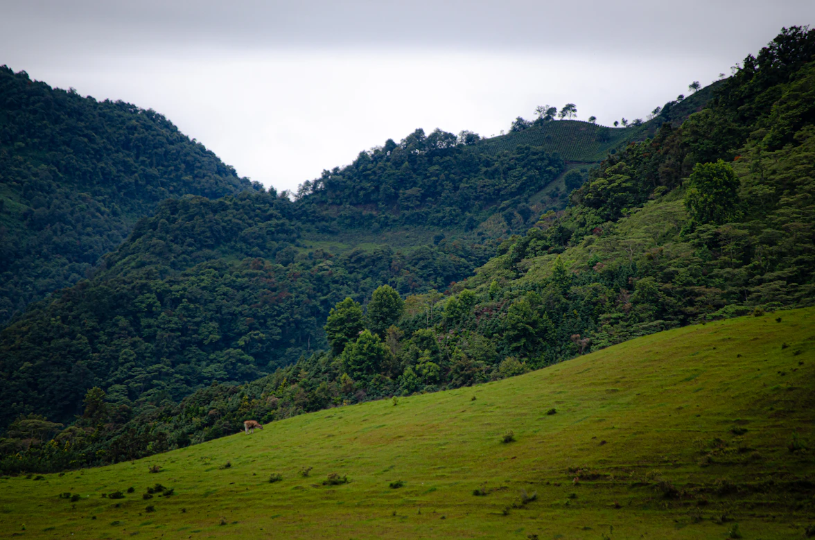 The lush green Sierra Madre mountains meeting the ocean