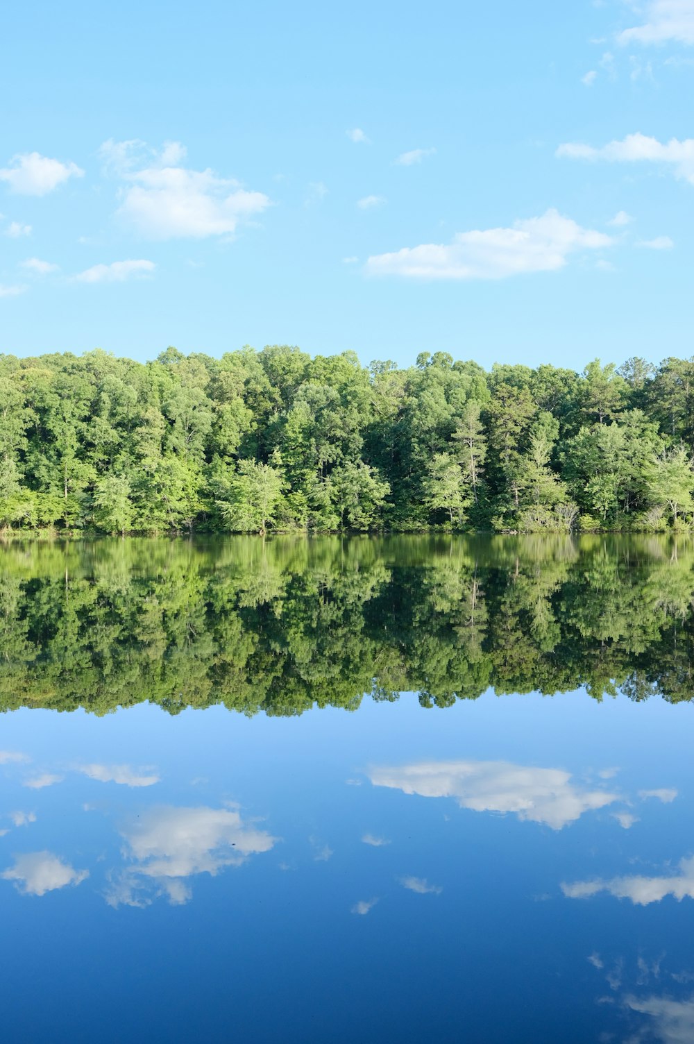 green trees beside body of water during daytime