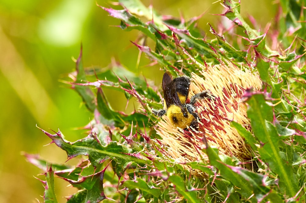 yellow and black bee on yellow flower