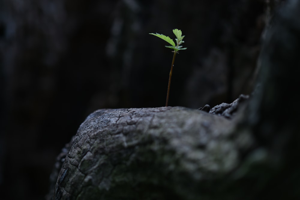 Planta verde sobre roca gris