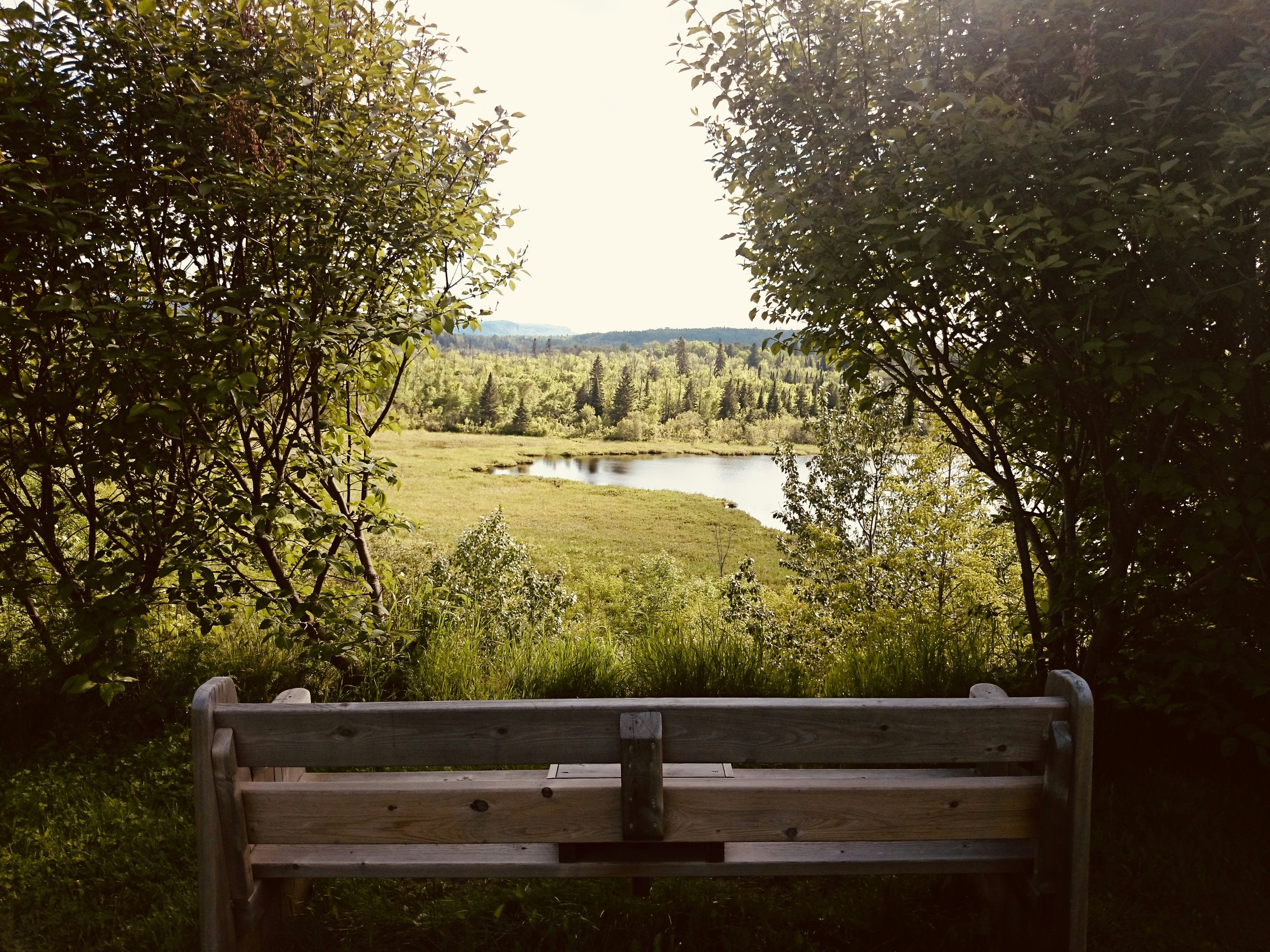 green tree near brown wooden bench during daytime