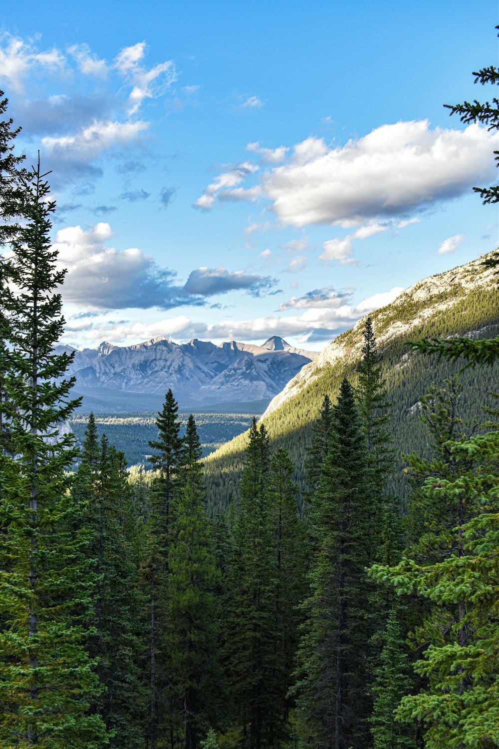 green pine trees near mountain under white clouds and blue sky during daytime