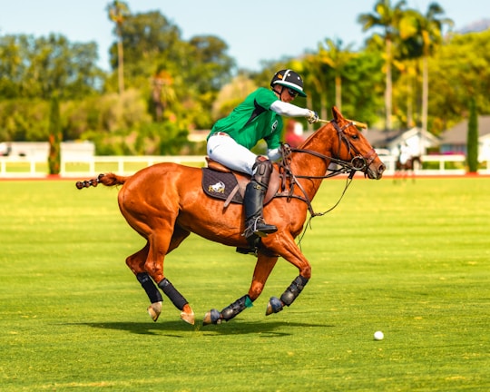 A polo player in a green jersey is astride a brown horse, actively engaged in a match on a lush green field. The player is mid-swing with a mallet, aiming at the ball. The background features blurred trees and a hint of a sunny sky.