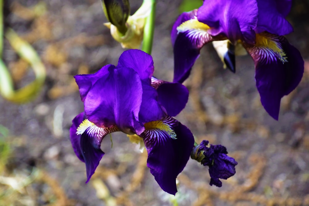 purple flower in tilt shift lens