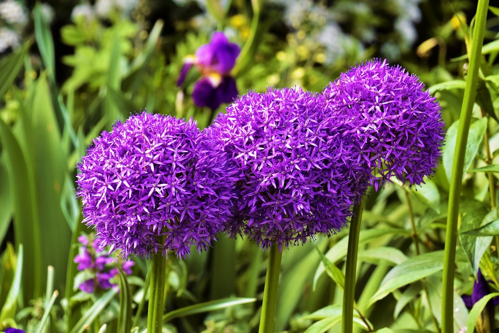 purple flower in macro shot