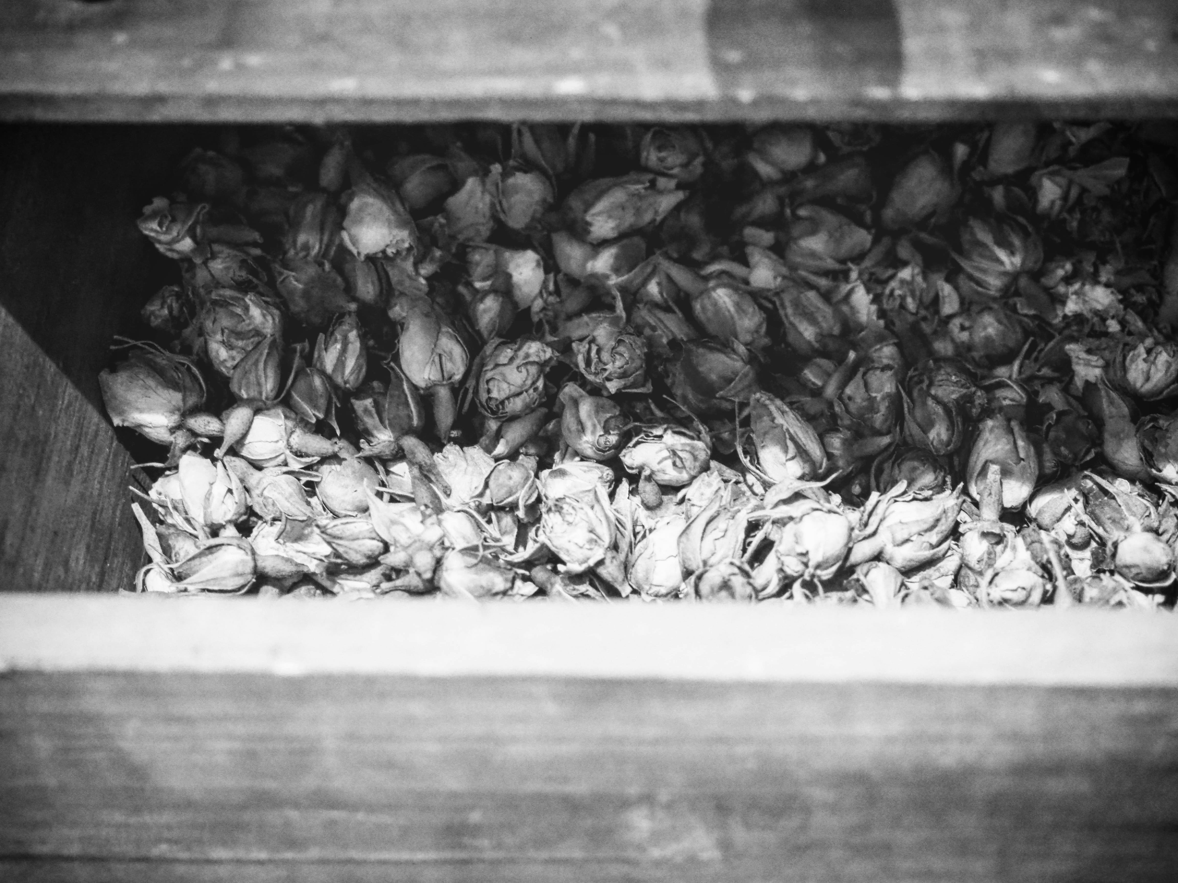 gray scale photo of leaves