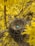 A bird's nest is nestled among vibrant yellow flowers, containing a single blue egg. The nest is intricately woven from twigs and straw, positioned on sturdy branches.