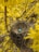 A bird's nest is nestled among vibrant yellow flowers, containing a single blue egg. The nest is intricately woven from twigs and straw, positioned on sturdy branches.