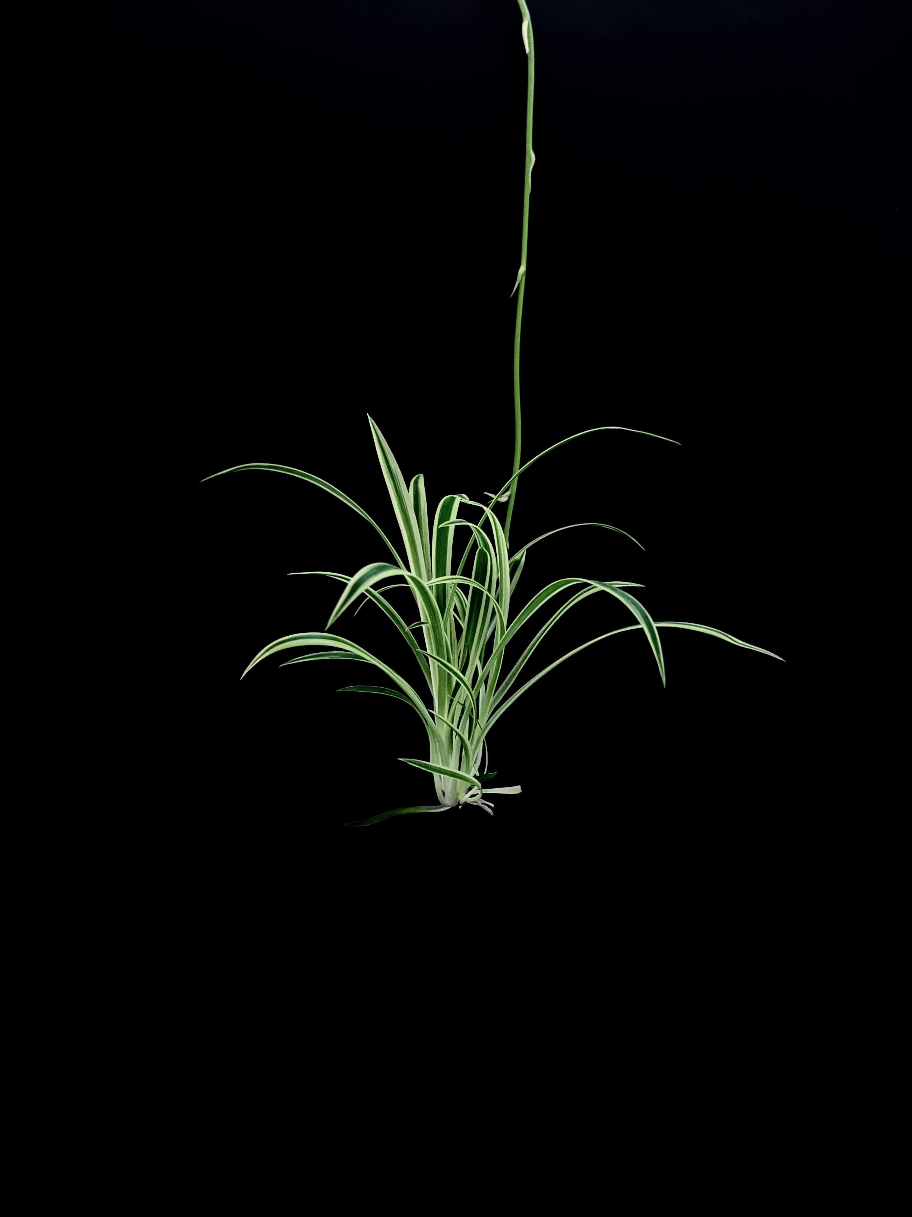 green plant on black background