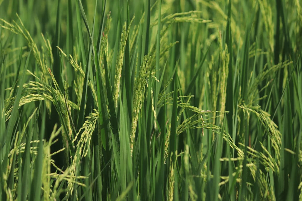 green grass field during daytime