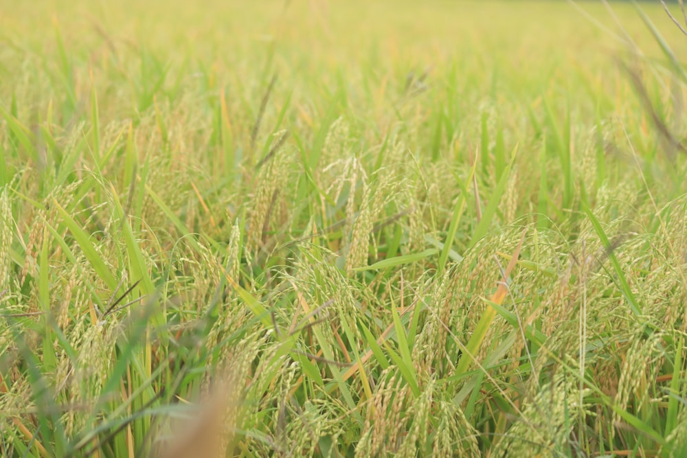 green grass field during daytime