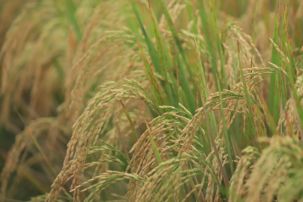 Campo de trigo verde durante el día