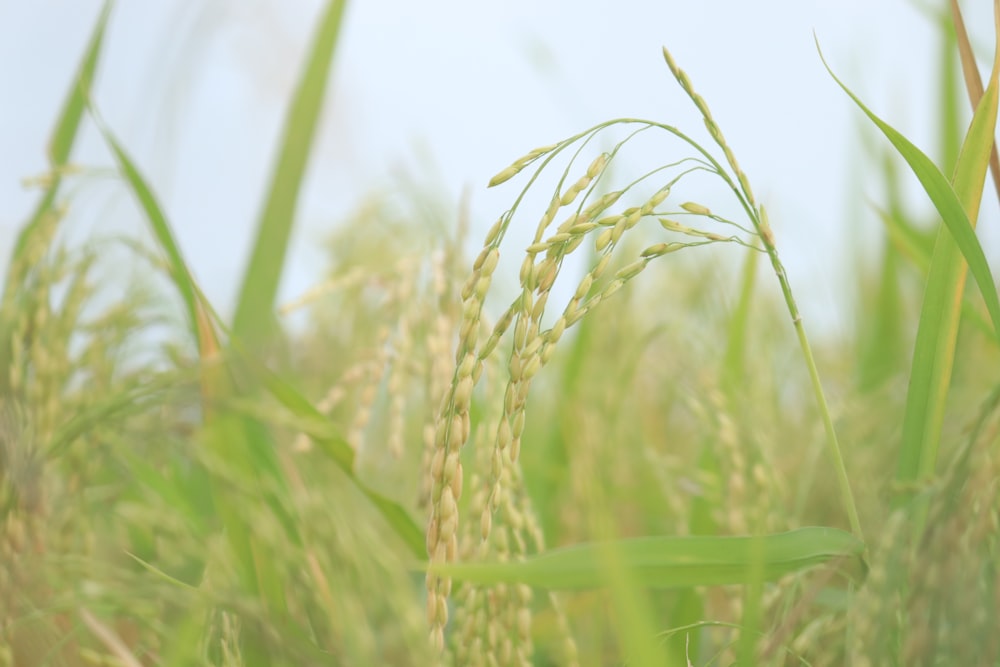 Campo de trigo verde durante el día