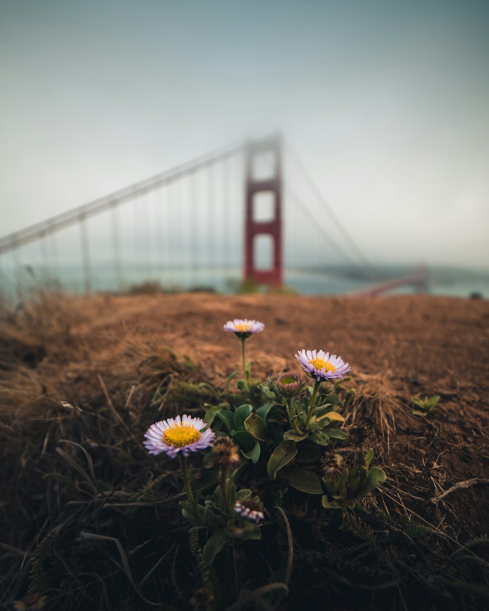 white and purple flowers on brown soil