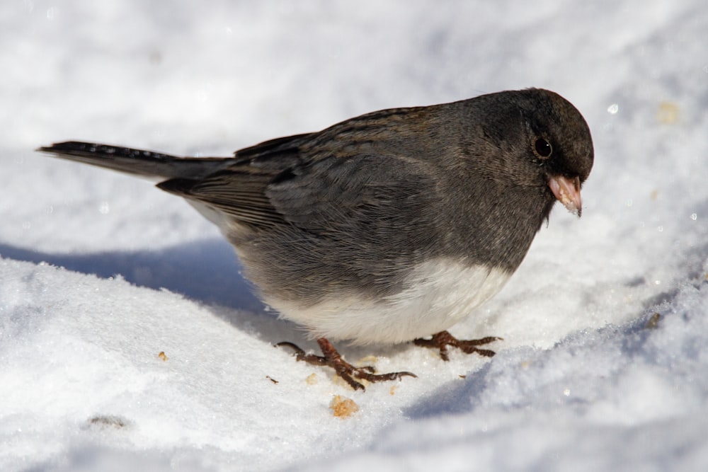 black and gray bird on snow covered ground during daytime