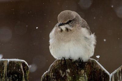 white and gray bird on brown tree branch