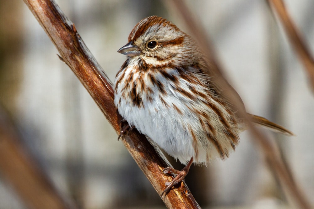 brown and white bird on brown tree branch