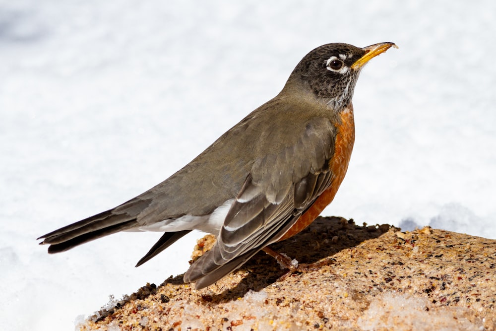 gray and orange bird on brown rock