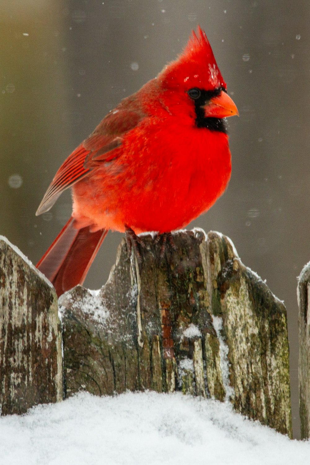 pájaro cardenal rojo en tronco de madera gris