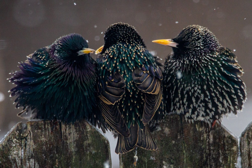 black and white feathered birds