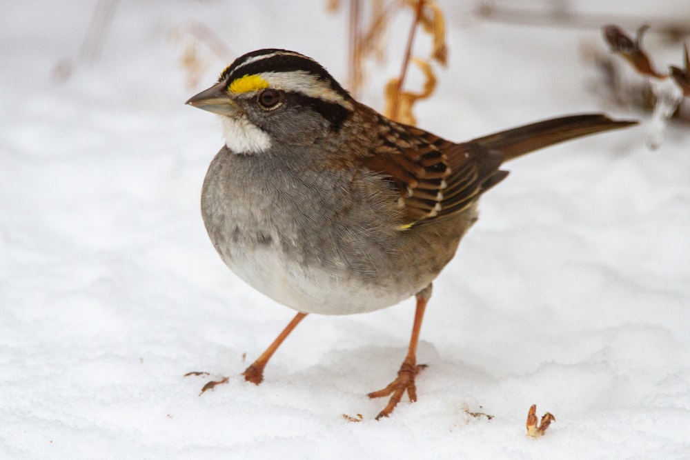 brown and white bird on snow covered ground during daytime