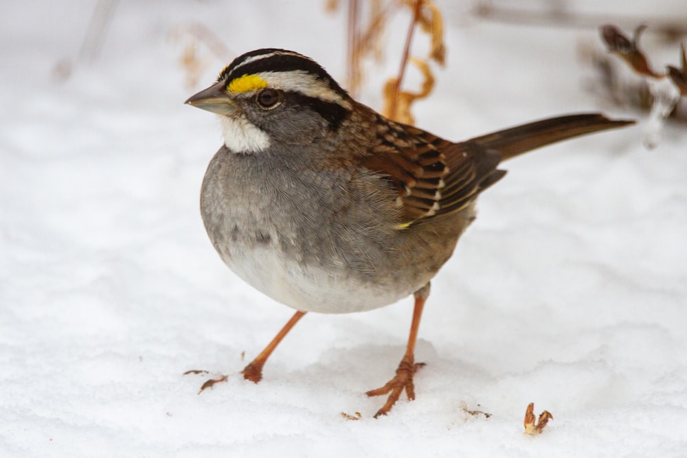 Pájaro marrón y blanco en suelo cubierto de nieve durante el día