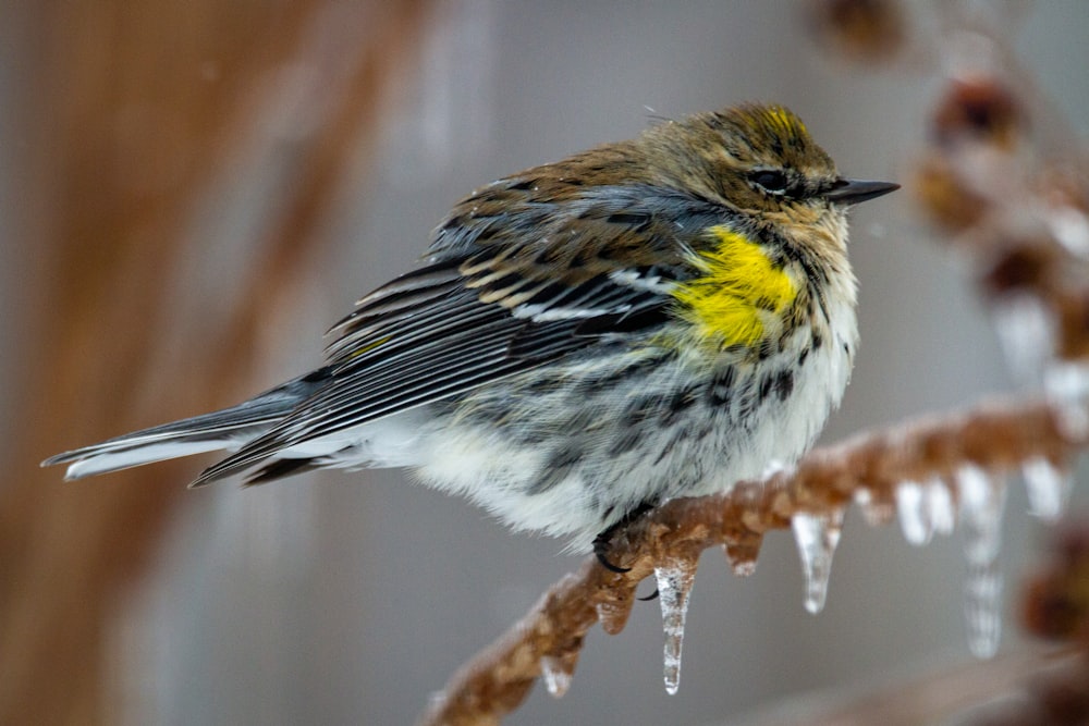 white and yellow bird on brown tree branch