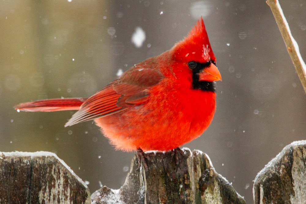 oiseau rouge et noir sur la branche de l’arbre