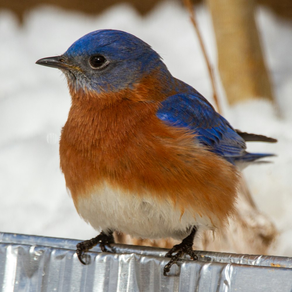 blue and brown bird on black metal fence