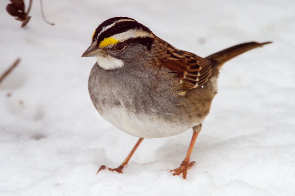 brown and white bird on snow covered ground