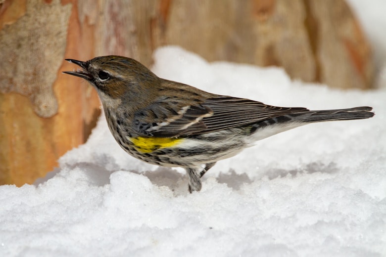brown and gray bird on snow covered garden during daytime