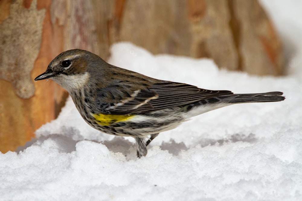 brown and white bird on snow covered ground during daytime