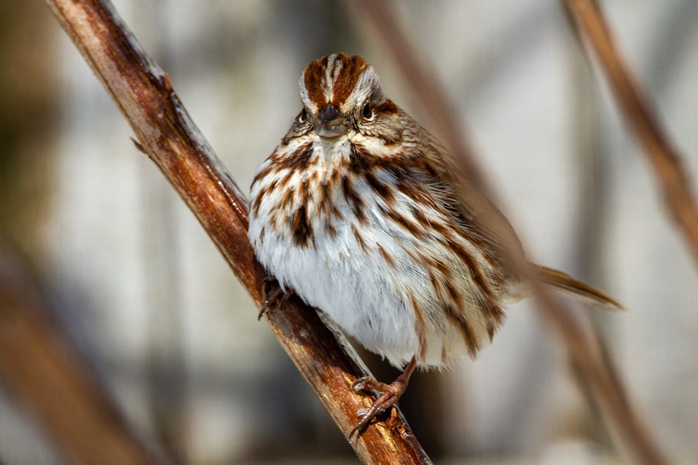 brown and white bird on brown tree branch