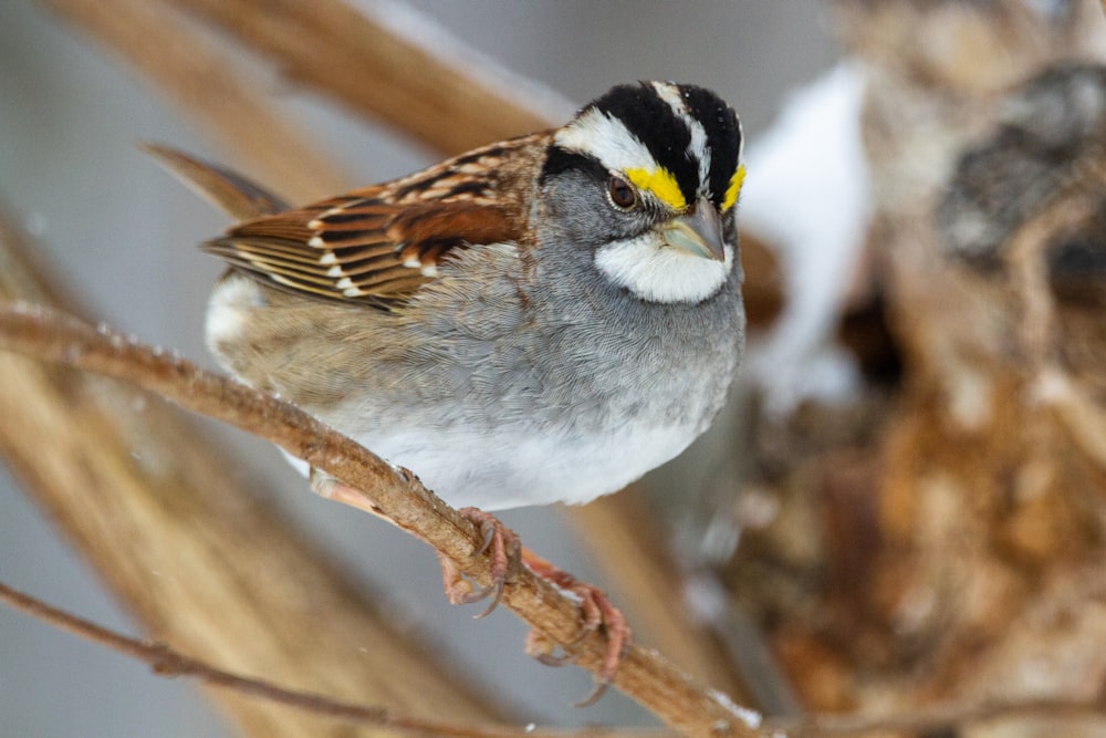 white and brown bird on brown tree branch