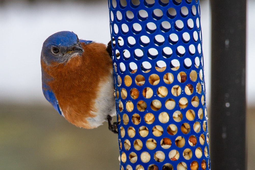 blue and brown bird on yellow and black polka dot textile