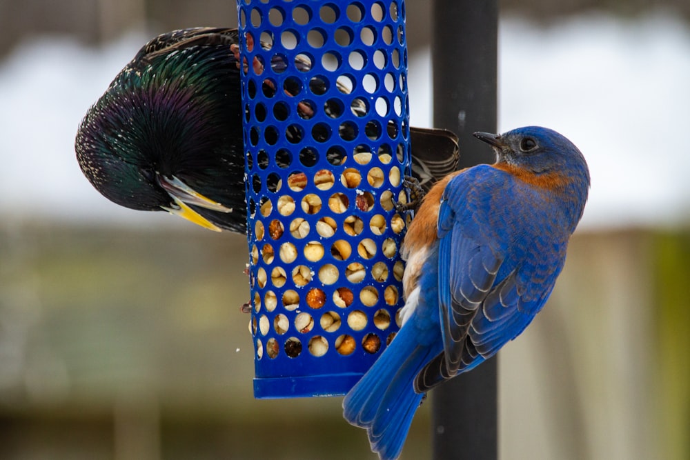 黄色と白の水玉模様のコンテナに青と茶色の鳥