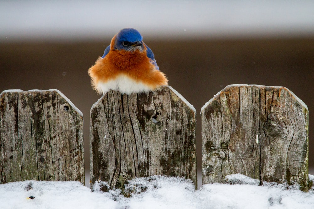 blue and brown bird on gray wooden fence during daytime