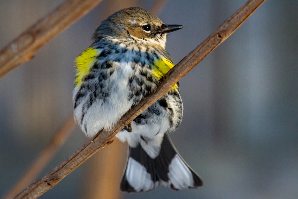 yellow white and black bird