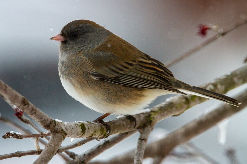 oiseau brun et gris sur la branche d’arbre