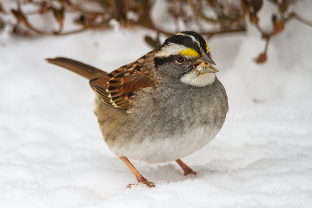 brown and white bird on snow covered ground during daytime