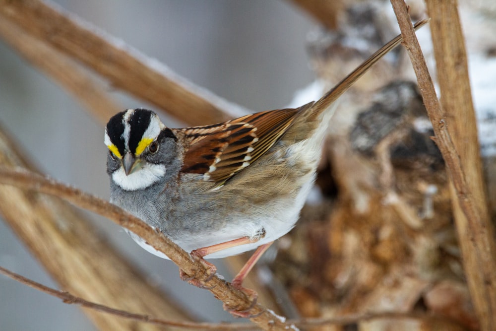 white brown and yellow bird on brown tree branch
