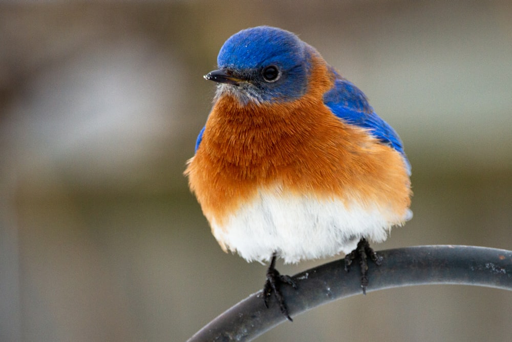 blue and white bird on tree branch