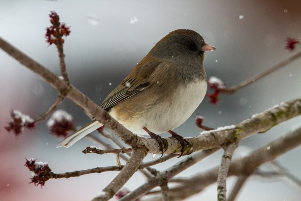 gray and white bird on tree branch