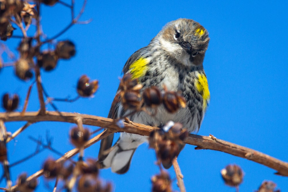 yellow and gray bird perched on brown tree branch during daytime