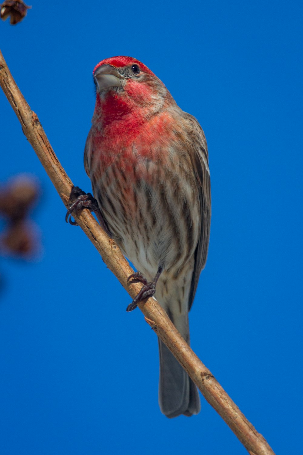 red and brown bird on brown tree branch during daytime