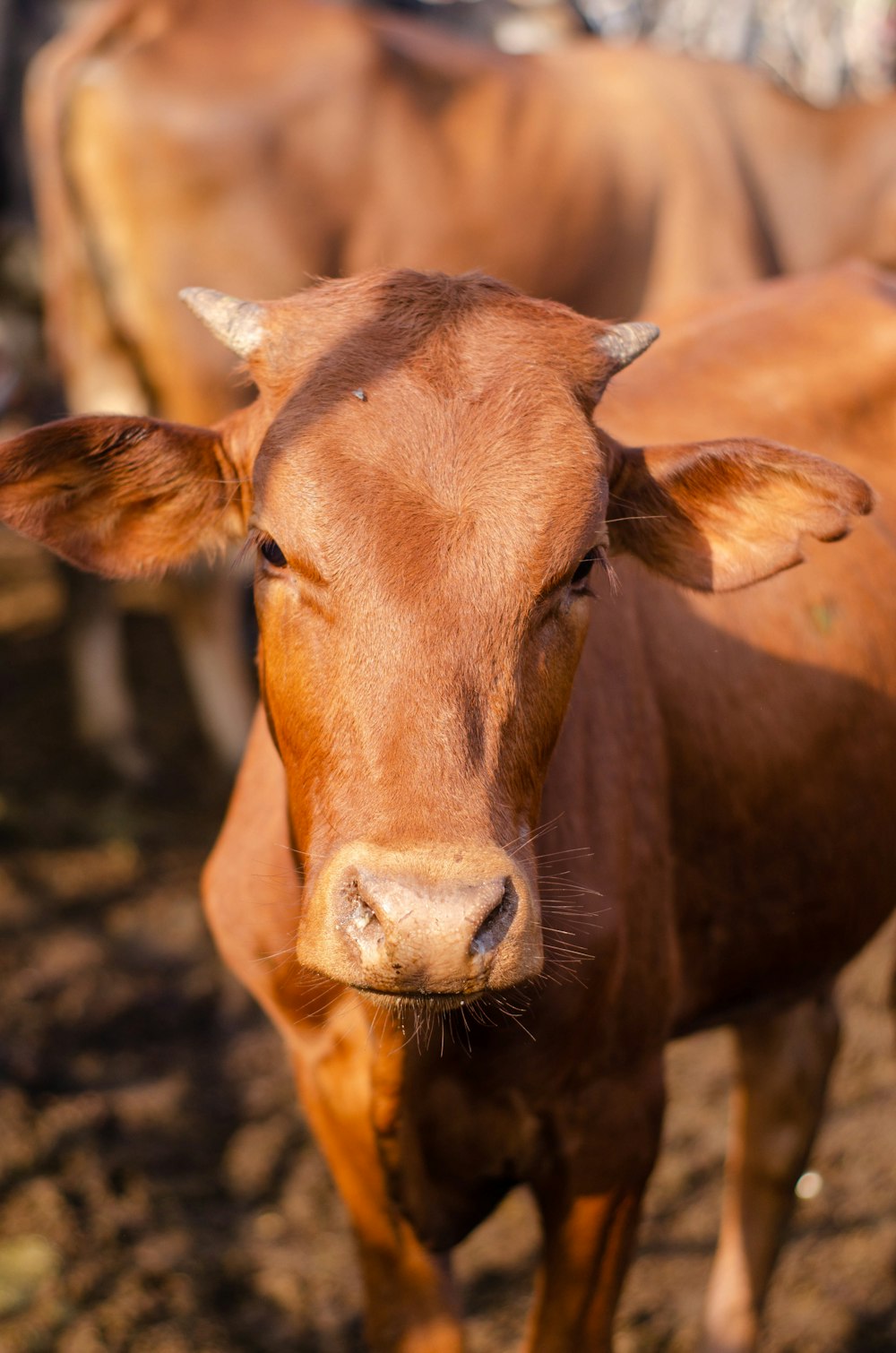 brown cow on brown soil during daytime photo – Free Cattle Image on Unsplash