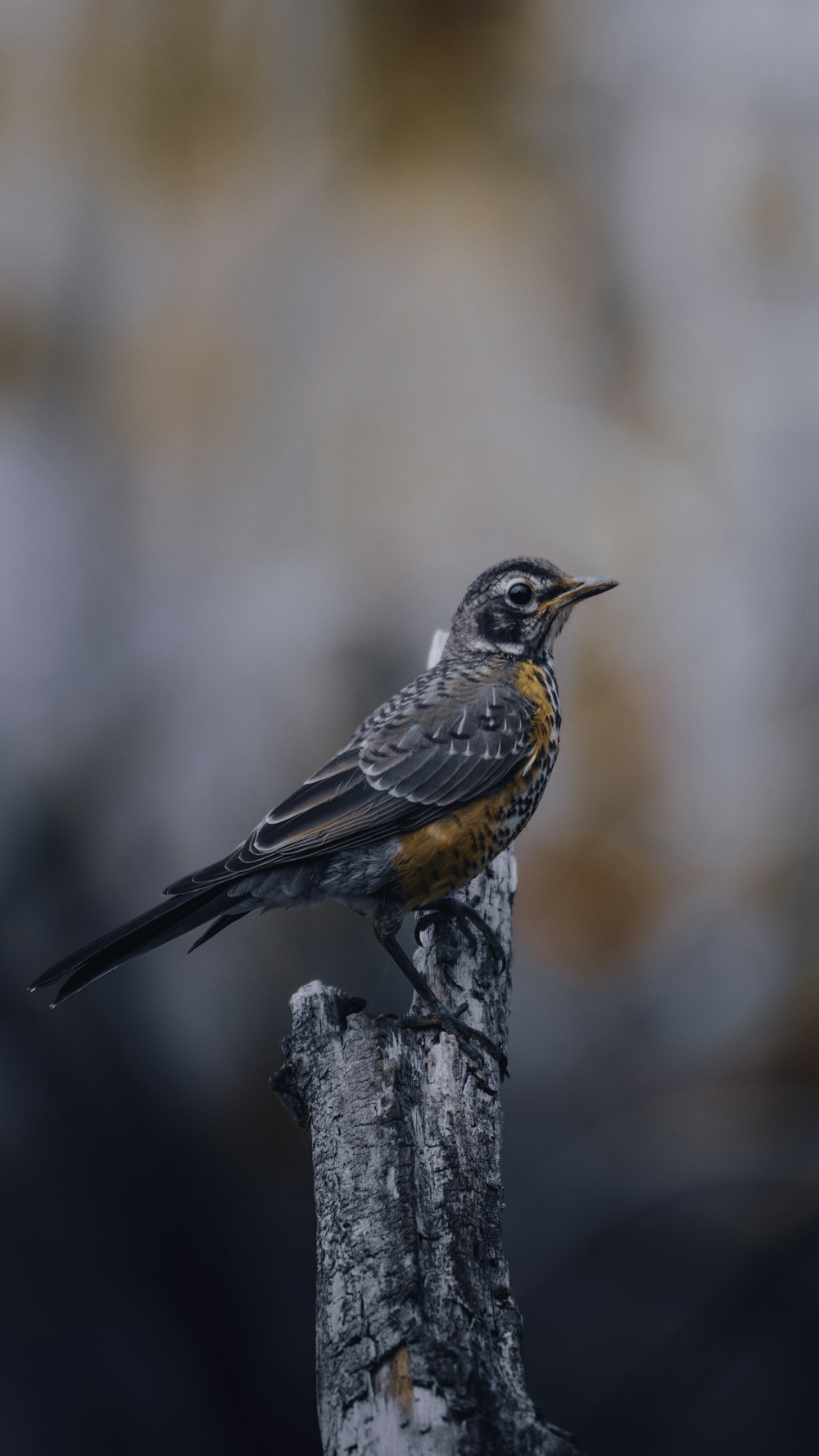 brown and black bird on tree branch