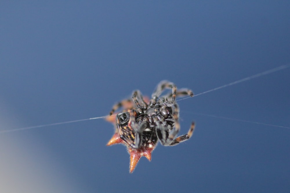 red and black spider on web in close up photography